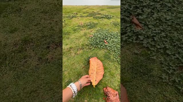 Бася с радостью гуляла в одиночестве! смотреть онлайн