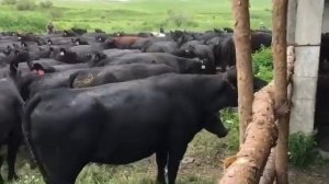 АБЕРДИН-АНГУС, ПЛЕМЕННЫЕ КОРОВЫ. Продажа на экспорт 200 голов.