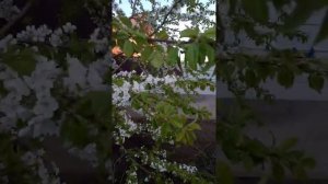 Черешня Юлия в средней полосе России. Цветение.