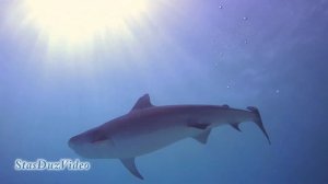 Tiger shark