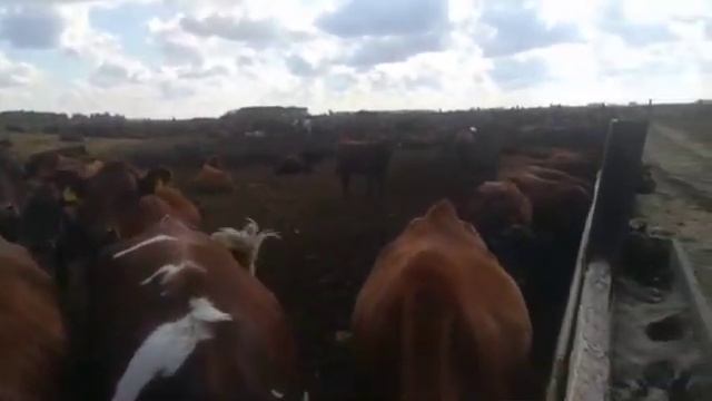 Племенные нетели красно степной породы   SD 480p