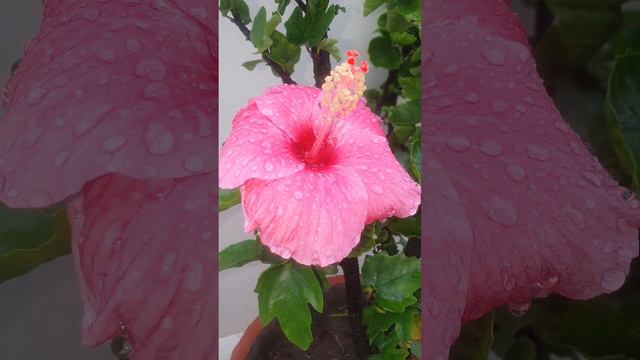 Pink Hibiscus .