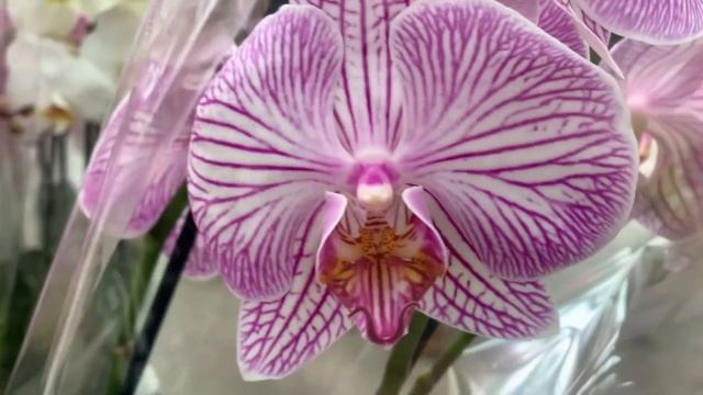 Праздничный завоз орхидей в Икею по 799 руб 5 марта 2021 г. смотреть онлайн