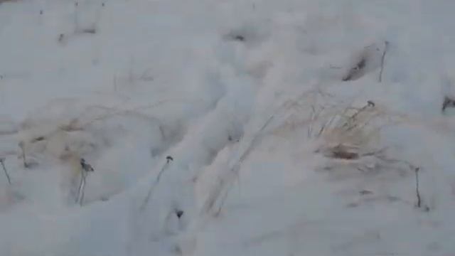 ПОИСК ЗОЛОТА ПОД СНЕГОМ НА БЕРЕГУ БЕЛОГО МОРЯ! смотреть онлайн