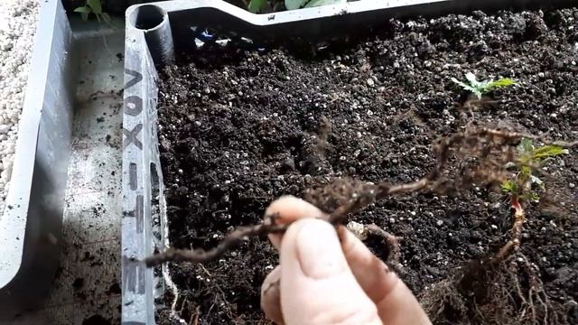 Часть 2. Размножаем ежевику Лох-тей корневыми черенками. смотреть онлайн