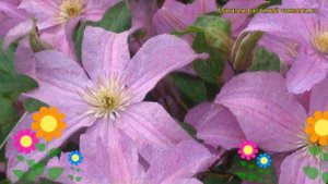 Клематис гибридный Данута. Краткий обзор, описание характеристик clematis Danuta