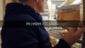 Лечение у индюков соплей, чиха и микоплазмоза