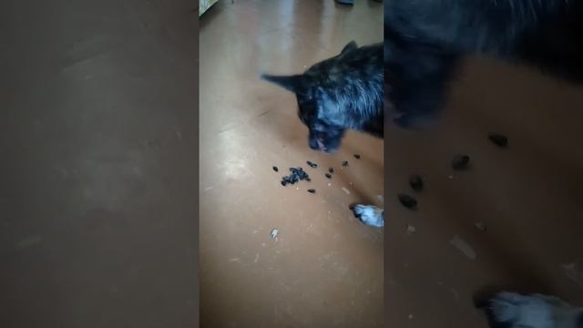 Собака Боня умеет щёлкать семечки смотреть онлайн