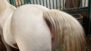 Mare pees🐴 when it goes it goes 🐴 winking mare 🐴 mare is in heat 🐴 Horse is urinating 🐴