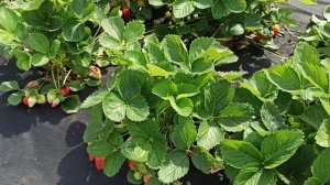 Земляника КСД БРИЛЛА! Разочаровала! 19.06.2023г.