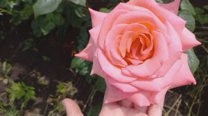 Розы - первогодки из питомника "Розы Вдохновения" ч.1