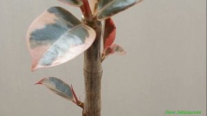 Формировать фикус прищипкой не получится