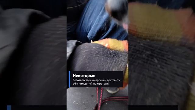 Хеппи до сих пор в приюте, а ведь уже морозы #приютмалинки ТиНАО, Москва смотреть онлайн