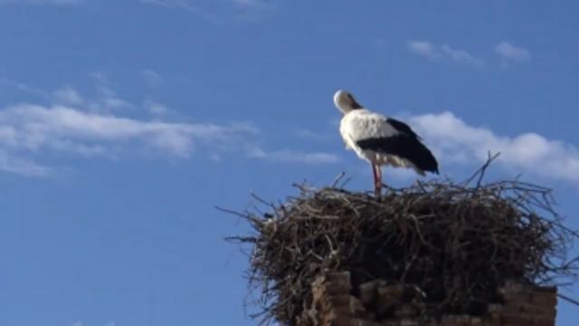 Ждите непременно... смотреть онлайн