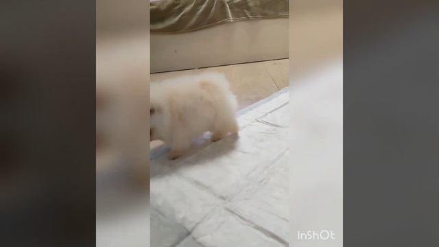 померанский шпиц мальчик супер мини смотреть онлайн