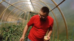 Формирование полудетерминантных томатов