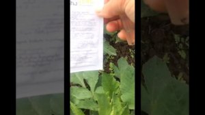 ГЕОРГИНЫ (обработка от вредителей)22.06.23