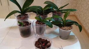 Остались корни орхидеи || Орхидея сгнила