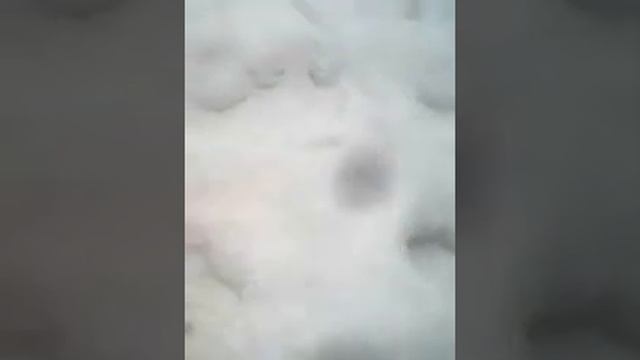 что будет если поджечь ленту для мух???? смотреть онлайн