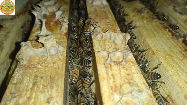 зимовка Пчел Бакфаст# 8 рамочные ульи# Северо Запад# Зимовник. смотреть онлайн