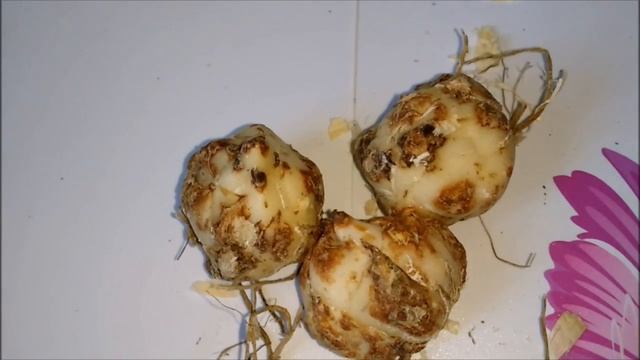 как сохранить луковицы лилии до весны смотреть онлайн