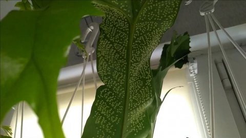 Мои_комнатные_растения_2021 // Со Светлой Пасхой! // Обзор комнатных растений // Джунгли в квартир