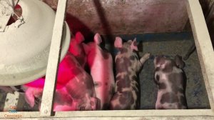 Откорм свиней на БМВД, вес свиней. Бункерная кормушка и теплый коврик для поросят. Парализатор