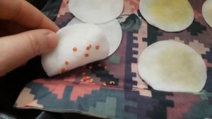 Проращивание семян баклажан и цветов. Зачем нужны ватные диски