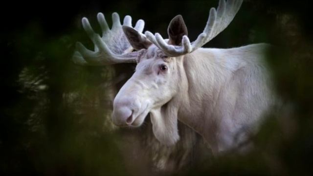 В шведском лесу заметили редкого белого лося смотреть онлайн