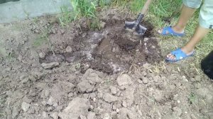 Посадка малины и ежевики на брёвна.