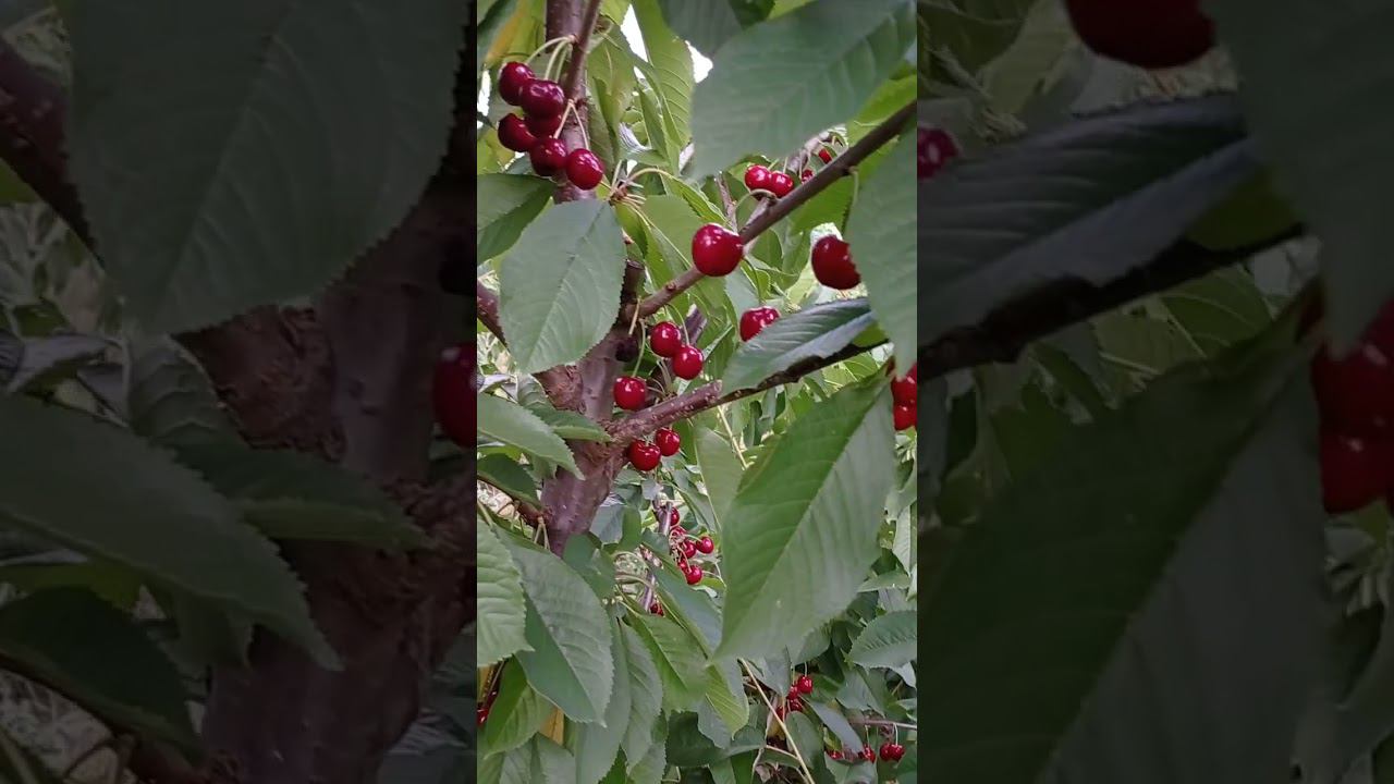 сорт черешни Свитхарт