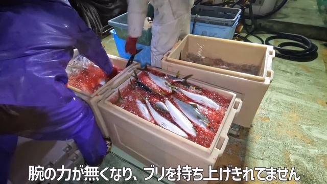 定置網漁師。金庫網でどんな魚が獲れるのか？お見せします！ смотреть онлайн