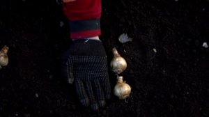 Посадка гиацинтов