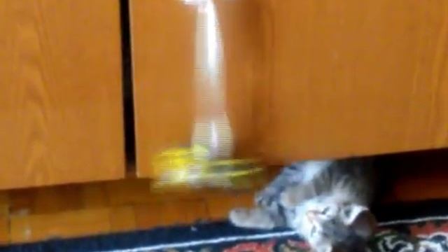 Игривый,полосатый котенок.