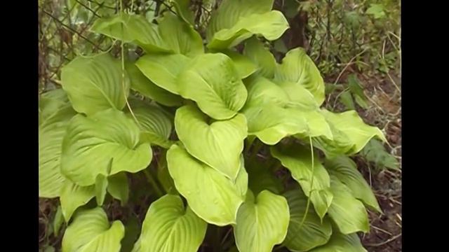 Дачные зарисовки (часть вторая) смотреть онлайн