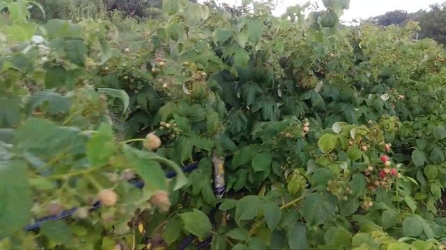 Наша малина сорт Полька и Таганка ???начали собирать второй урожай. Идут ливневые дожди. смотреть онлайн