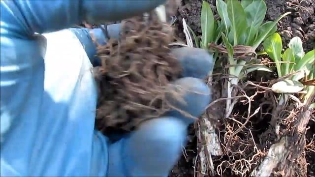 Скабиоза деление куста 2018г смотреть онлайн