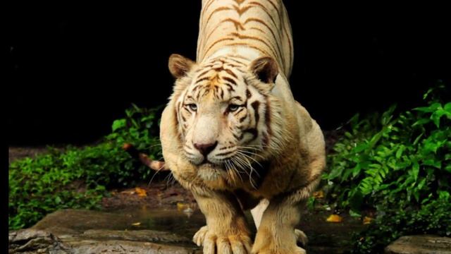 Сегодня у тигров «профессиональный» праздник / www.krasnoturinsk.info смотреть онлайн