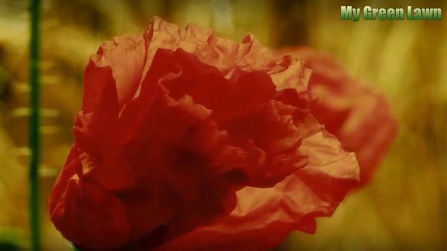 Are Japanese Anemones Poisonous? смотреть онлайн