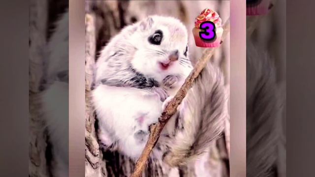 6 животных смотреть онлайн