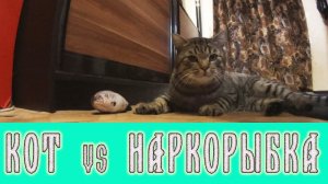 КОТ vs НАРКОРЫБКА ► Рыба Мечты