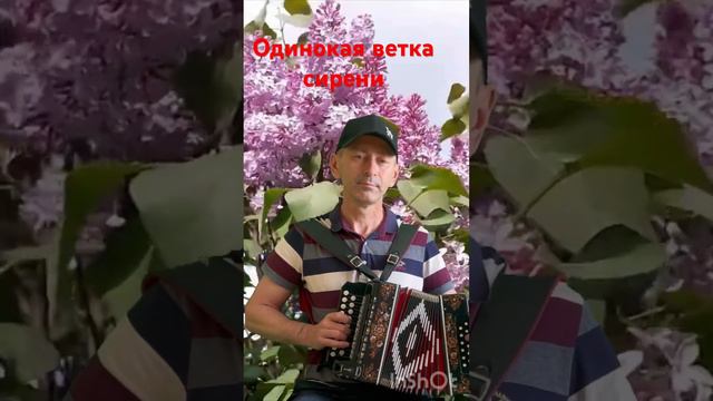 Одинокая ветка сирени на миди гармонике