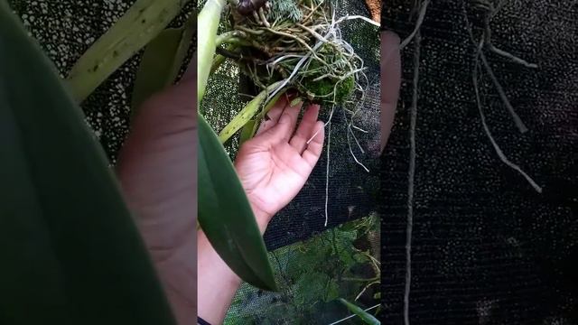 Resultado de furos no rizoma da cattleya schilleriana смотреть онлайн