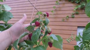 малина Отем Трессуре, сорт тутаймер