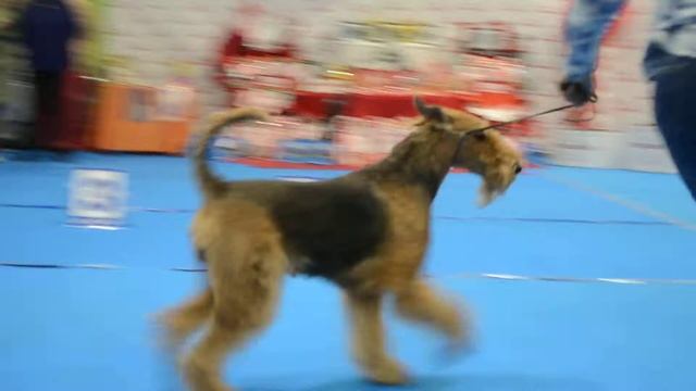 сука кл чемпионов смотреть онлайн