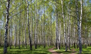 Я в весеннем лесу пил берёзовый сок