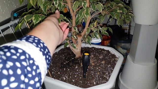 VLOG 15.11.2022 г Коррекция ресниц/ Завтрак в Жар-Пицце/ Чайная пара/ Покупки/ Комнатные цветы смотреть онлайн