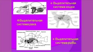 Что мы узнали о жизнедеятельности организмов