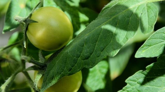 Самая быстрая и простая подкормка для ТОМАТОВ смотреть онлайн