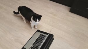 Video Сhat. The cat is looking for Daddy